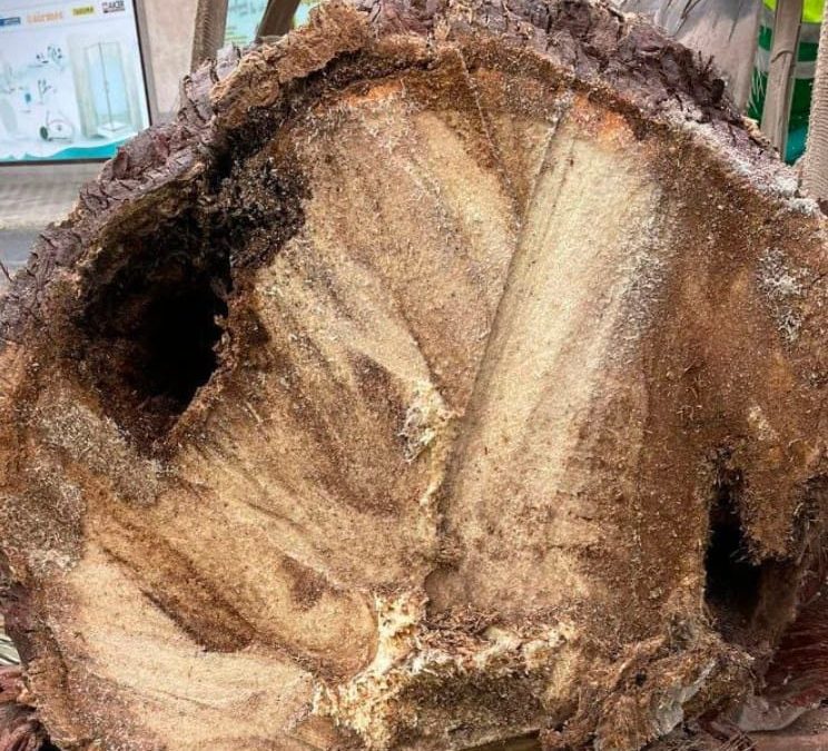 El Ayuntamiento retira varios ejemplares de palmeras ante el alto riesgo que suponen para la ciudadanía