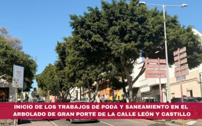 Inicio de los trabajos de poda y saneamiento en el arbolado de gran porte de la calle León y Castillo